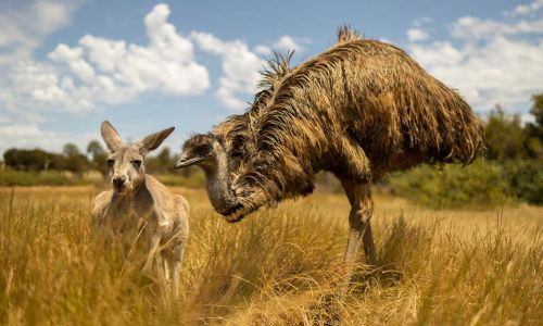 ANIMAUX AUSTRALIENS